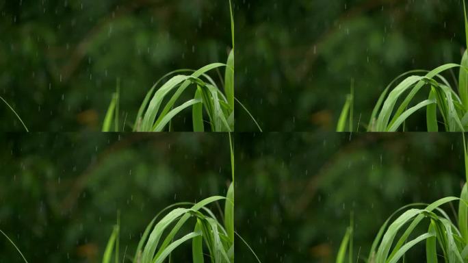 雨滴雨点