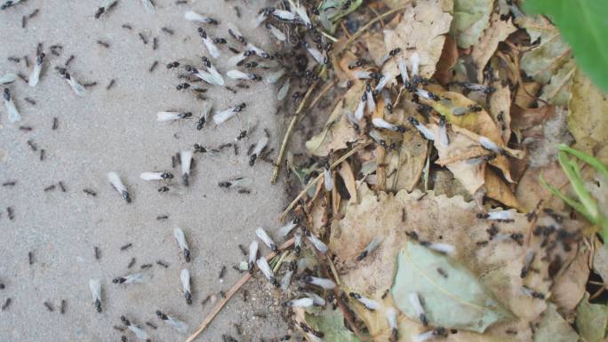 蚂蚁飞蚁忙碌爬行迁徙密集