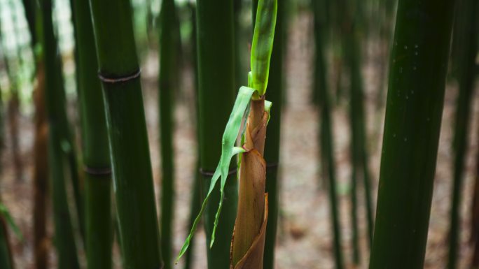 特写春天竹林里竹笋生长延时视频生机勃勃