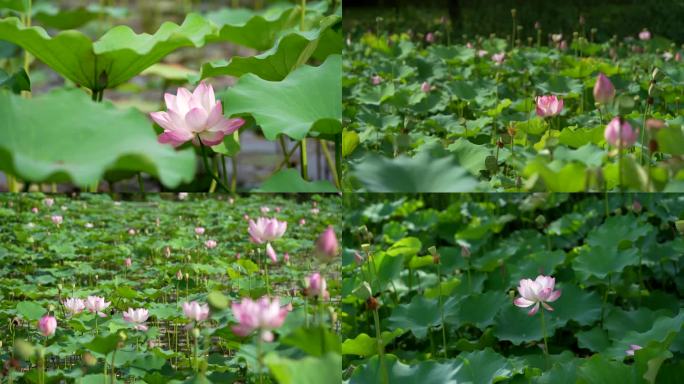 4K荷花池塘荷叶特写全景