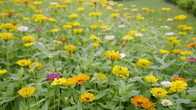 实拍·景区园区内一片夏日菊
