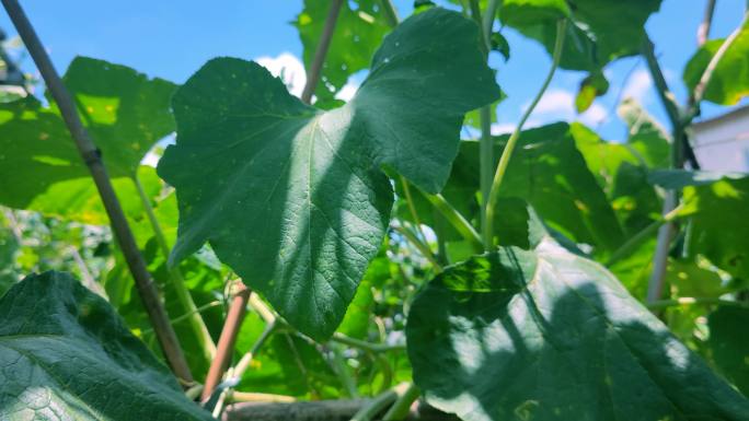 绿叶植物大叶植物有机蔬菜有机植物南瓜叶