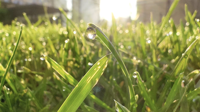 清晨小草上的露珠 水滴水珠雨润