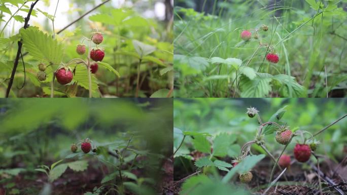 实拍高粱果高丽果