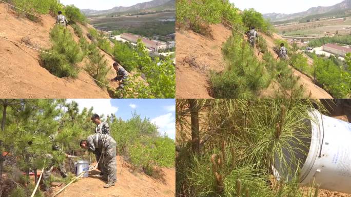 林场工人在陡坡上植树造林浇水