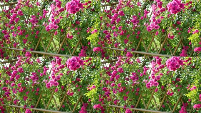 夏天盛开美丽的蔷薇