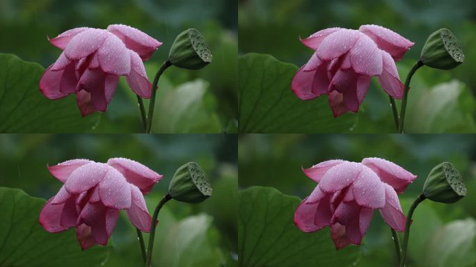 雨中的莲花与莲蓬