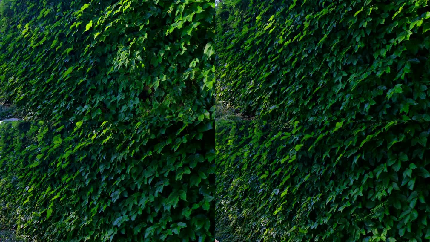 爬山虎 围墙 绿叶墙 藤蔓