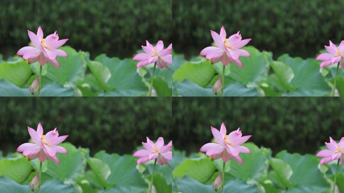 雨中的荷花绽放