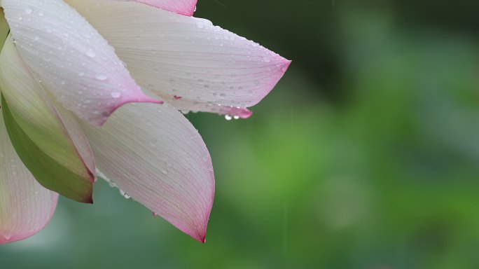 晶莹剔透的莲花落雨滴