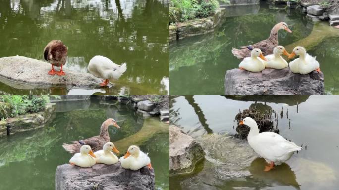 大鹅家鸭小鸭子大白鹅水禽家禽城市生态公园