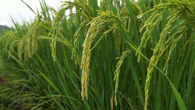 水稻  稻穗