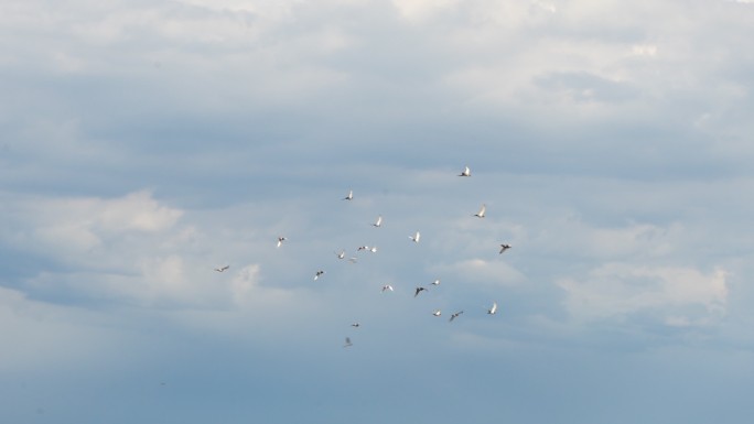鸽子在天空翱翔蓝天白云