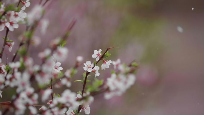 4月突然降雪后的花园