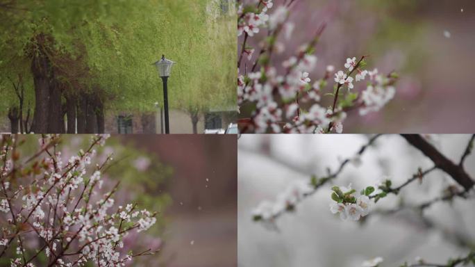 4月突然降雪后的花园