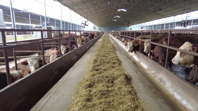 牛圈 家畜 农业 农场 养殖 黄牛 牲畜