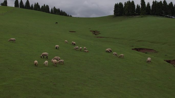 羊群  草原