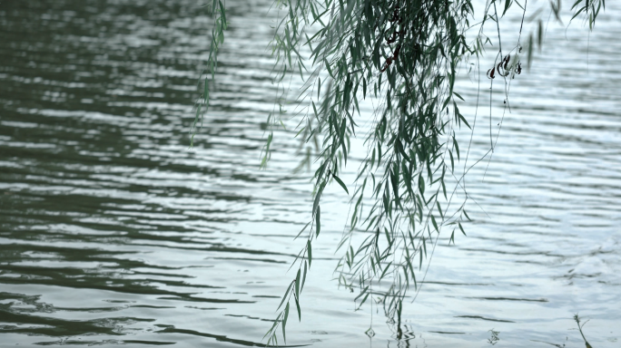 湖边垂柳随风摇曳