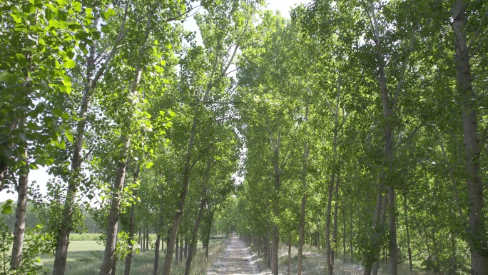 农村幽静的小路杨树林丨HLG原素材