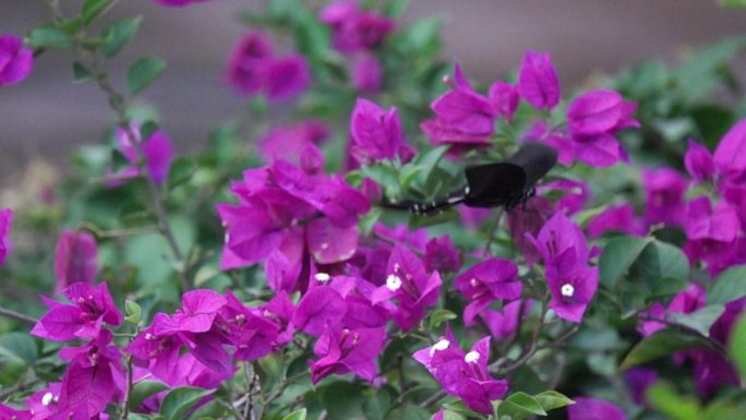 大黑蝴蝶在三角梅花丛中缓慢飞舞慢镜头4