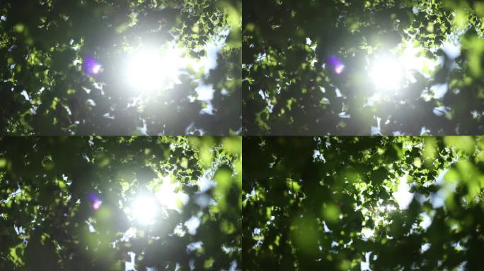03树叶穿光升格慢动作镜头