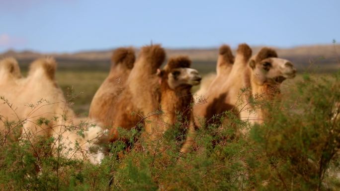 草原骆驼  骆驼吃草  骆驼实拍