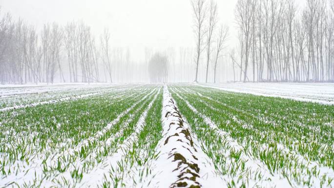 田野下雪覆盖麦田丨4K丨原创实拍