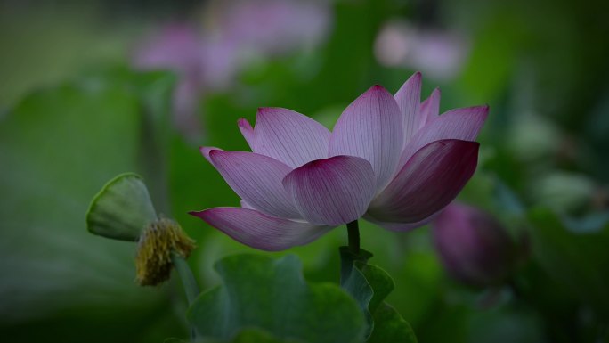 荷花盛夏池塘廉洁中国风