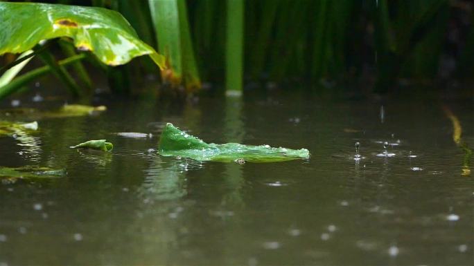 夏天下雨雨水