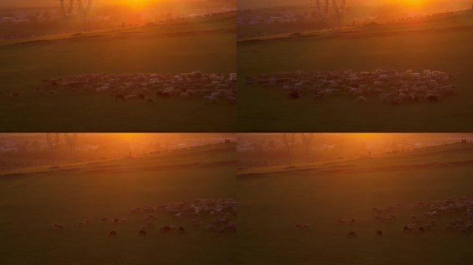 夕阳下羊群航拍
