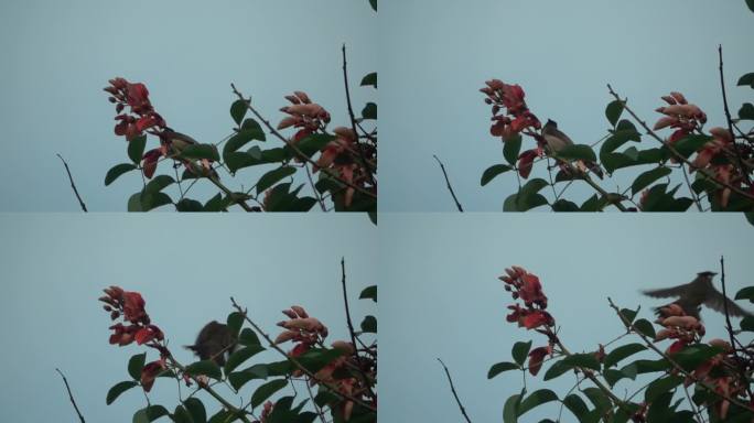 小鸟吃红花后优美飞出画面慢镜头4