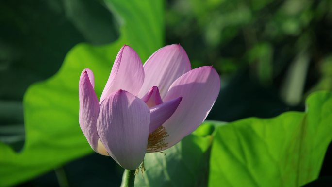 荷花 延时 一朵 盛开 夏荷 画意