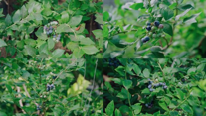 蓝莓种植采摘园