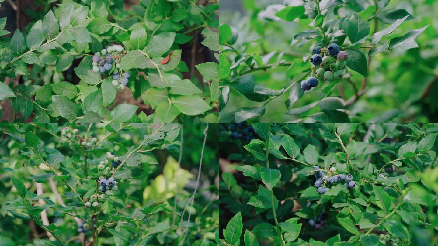 蓝莓种植采摘园