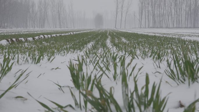 冬天正在下雪的麦田丨HLG原素材