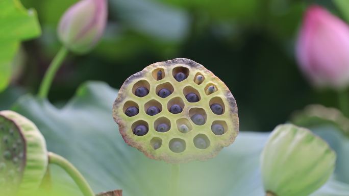 莲蓬里的莲子特写镜头