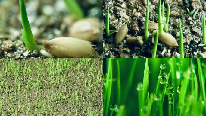 种子发芽破土而出水稻种子延时大米农业稻