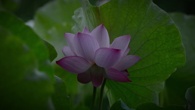 荷花盛夏池塘廉洁中国风