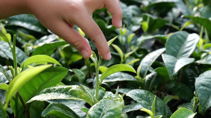 摘茶叶茶园茶叶种植嫩芽绿茶白茶