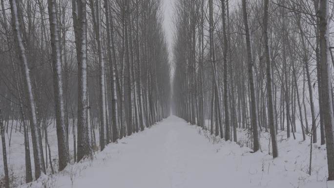 林间小路第一视角雪景丨HLG原素材