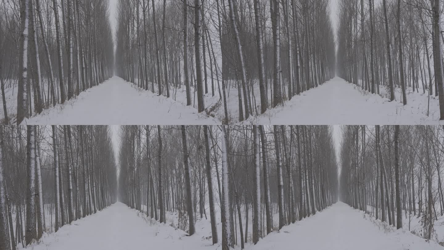 林间小路第一视角雪景丨HLG原素材
