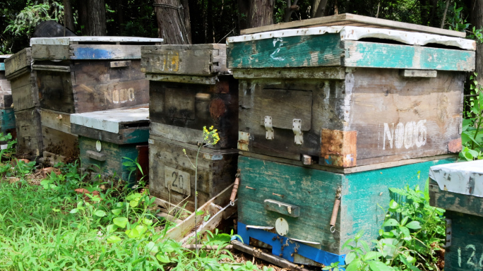蜂箱蜜蜂 4K