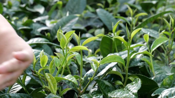 茶叶种植嫩芽绿茶白茶