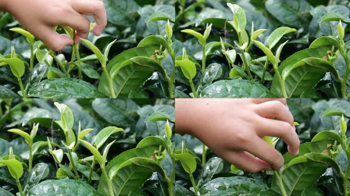 摘茶叶茶园茶叶种植