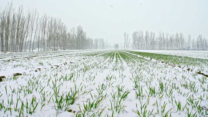 雪花覆盖新生小麦农田雪景