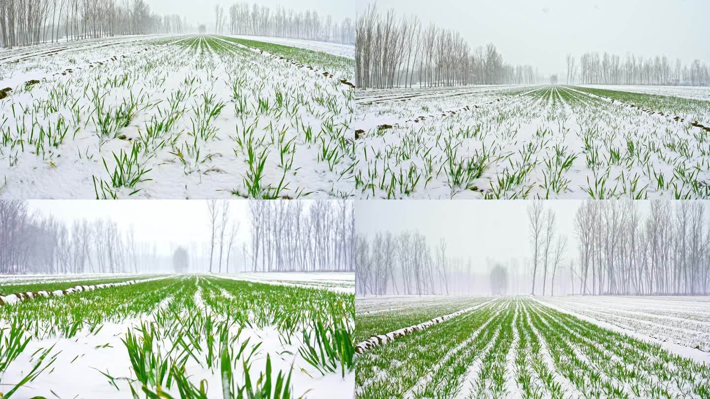 雪花覆盖新生小麦农田雪景