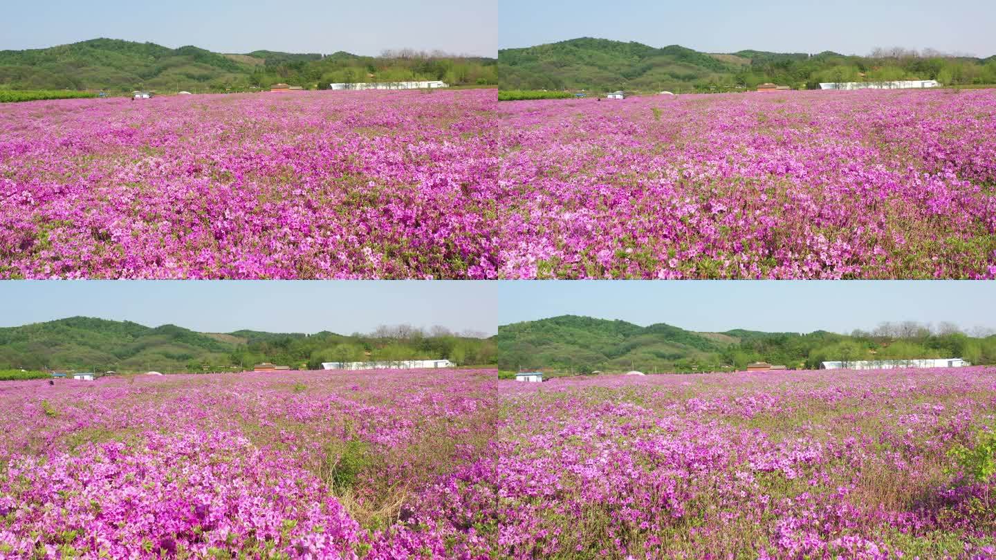 杜鹃花海 映山红 金达莱