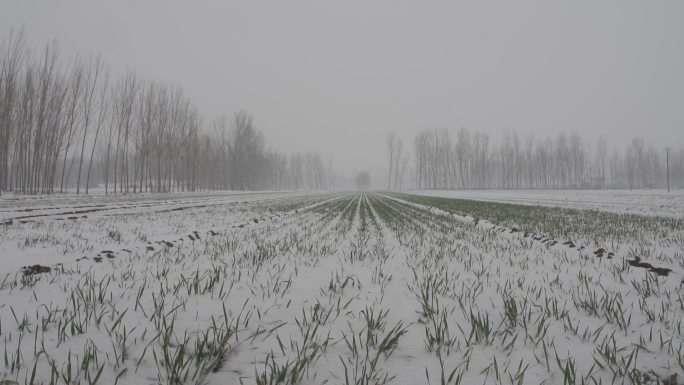 冬天下雪的麦田 丨升格拍摄