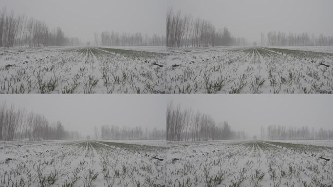 冬天下雪的麦田 丨升格拍摄