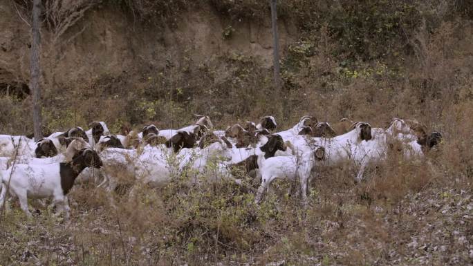 初春的山羊群在山上吃草